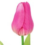 TULIPAN POJEDYNKA KOLOR CIEMNO RÓŻOWY - obrazek 2