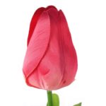 TULIPAN POJEDYNKA KOLOR CZERWONY - obrazek 2