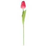TULIPAN POJEDYNKA KOLOR CZERWONY