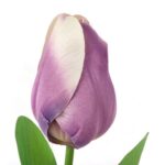 TULIPAN POJEDYNKA KOLOR FIOLETOWY - obrazek 2