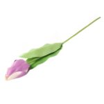 TULIPAN POJEDYNKA KOLOR FIOLETOWY - obrazek 3