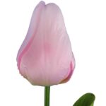 TULIPAN POJEDYNKA KOLOR JASNO RÓŻOWY - obrazek 2