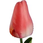 TULIPAN POJEDYNKA KOLOR ŁOSOSIOWY - obrazek 2