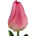 TULIPAN POJEDYNKA KOLOR RÓŻOWY - obrazek 2