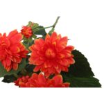 Pomarańczowe Sztuczne Dalie - Gałązka 5 sztuk, Długość 78 cm - obrazek 3