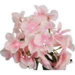 HORTENSJA JASNO-RÓŻOWA - obrazek 2