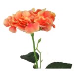 HORTENSJA POMARAŃCZOWA - obrazek 3