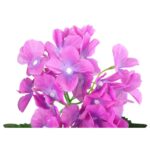 HORTENSJA RÓŻOWA - obrazek 3