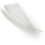 Piórka białe w boksie PVC - obrazek 2