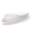 Wyselekcjonowane białe piórka do dekoracji w boksie PVC - obrazek 2