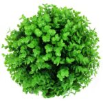 Sztuczna Kula z Bukszpanu 25 cm - Dekoracja Wnętrz