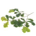 GAŁĄZKA LIŚCI DĘBU 60 CM - obrazek 3