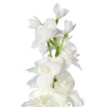 Ostróżka Dekoracyjna Wysoka Biała 70cm - obrazek 2