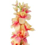 Ostróżka Dekoracyjna o Kolorze Łososiowym o Wysokości 70 cm - obrazek 2