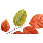 GAŁĄZKA LIŚCI BUKU 70 CM POMARAŃCZOWA - obrazek 2