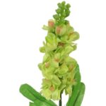 LEWKONIA ZIELONA - obrazek 3