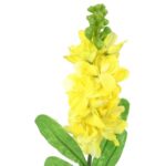 Gałązka Lewkonii Żółtej Sztucznej - 55 cm - obrazek 3