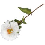 Pojedyncza gałązka kwiatu cynii 75 cm - kolor biały - obrazek 3