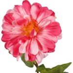 Ciemnoróżowa Cynia - Gałązka Kwiatu o Wysokości 75 cm - obrazek 2