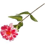 Ciemnoróżowa Cynia - Gałązka Kwiatu o Wysokości 75 cm - obrazek 3