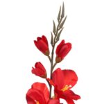 GLADIOLA CZERWONA - obrazek 3