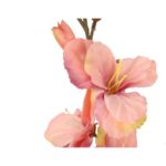 GLADIOLA ŁOSOSIOWA - obrazek 3