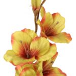 GLADIOLA ZIELONA - obrazek 3