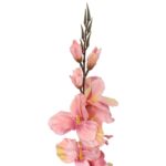 Gladiola, jasno-różowa, M-70 - obrazek 2