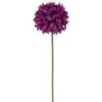 Czosnek pojedynka w kolorze fioletowym