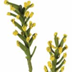 GAŁĄZKA JAGLANA 68 CM KOLOR ŻÓŁTY - obrazek 2