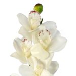 Storczyk Biały Dekoracyjny - Kwiat Sztuczny o Naturalnym Wyglądzie, Wysokość 98 cm - obrazek 2