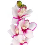 Storczyk Dekoracyjny Wysoki Biało-Fioletowy - obrazek 2