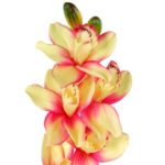 Storczyk Dekoracyjny Łososiowy - Kwiat Jednosztukowy 98cm - obrazek 2