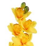 Storczyk Dekoracyjny o Wyglądzie Naturalnym, Kolor Żółty, Wysokość 98 cm - obrazek 2
