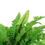 PAPROĆ BUKIET 20 LIŚCI 32 CM - obrazek 2