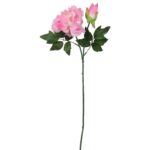 Gałązka rozwiniętej piwonii z pąkiem w kolorze różowym - obrazek 2