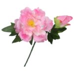 Gałązka rozwiniętej piwonii z pąkiem w kolorze różowym - obrazek 3