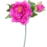 Gałązka rozwiniętej piwonii z pąkiem w kolorze ciemno-różowym - obrazek 2