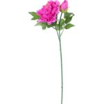 Gałązka rozwiniętej piwonii z pąkiem w kolorze ciemno-różowym - obrazek 3