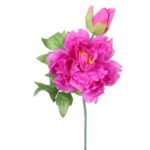 Gałązka rozwiniętej piwonii z pąkiem w kolorze ciemno-różowym