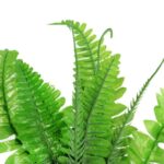 PAPROĆ BUKIET Z WĄSAMI 44 CM - obrazek 2