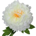 PIWONIA BIAŁA - obrazek 2