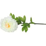 PIWONIA BIAŁA - obrazek 3