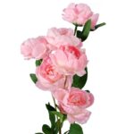 Sztuczna Gałązka z 6 Piwoniami w Kolorze Różowym - Dekoracja Wysokiej Jakości - obrazek 2