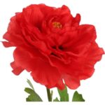 KACZENIEC KWIAT POJEDYNCZY KOLOR CZERWONY - obrazek 2