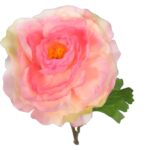 KACZENIEC KWIAT POJEDYNCZY KOLOR RÓŻOWY - obrazek 2