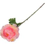 KACZENIEC KWIAT POJEDYNCZY KOLOR RÓŻOWY - obrazek 3