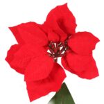 Kwiat pojedynczy Gwiazda Betlejemska Poinsencja 64 cm - obrazek 2
