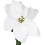 Kwiat pojedynczy Gwiazda Betlejemska Poinsecja 64 cm BIAŁA - obrazek 2