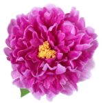 Sztuczna Piwonia Fioletowa z Żółtym Środkiem - 60 cm - obrazek 2